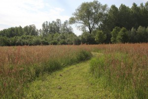 Grote boom met pad klein